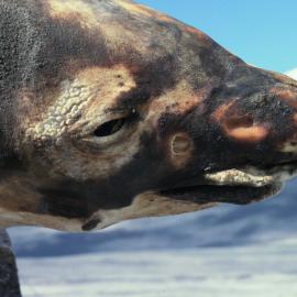 Mummified Seal at Vanda station
