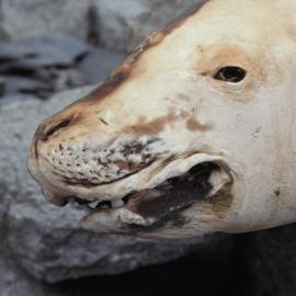 Mummified seal