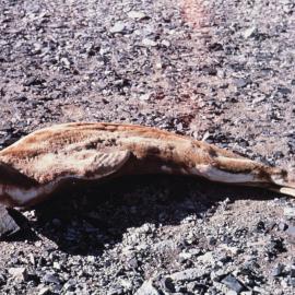 Mummified seal