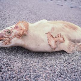 Mummified seal