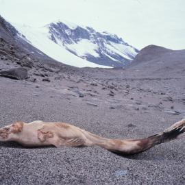 Mummified seal