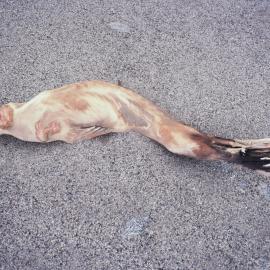 Mummified seal