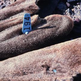 Tagged Mummified Seal