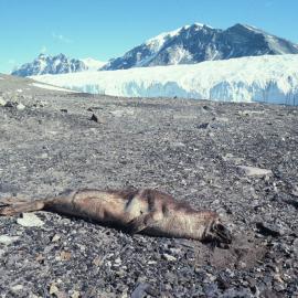 Tagged Mummified Seal