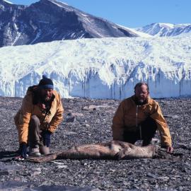 Tagged Mummified Seal