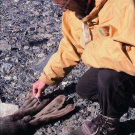 Rod Seppelt inspecting tag on mummified seal