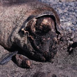 Tagged Mummified Seal