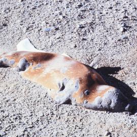 Mummified Seal at Vanda Station