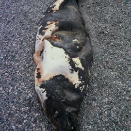 Mummified Seal 