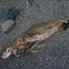 Mummified Seal 