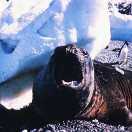 Elephant Seal