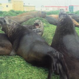Elephant Seals