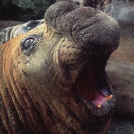 Elephant Seal
