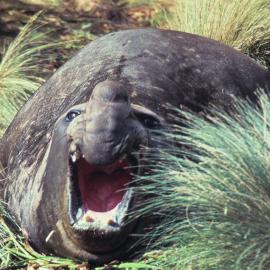 Elephant Seal