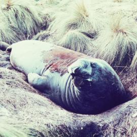 Elephant Seal