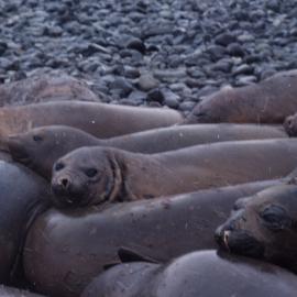 Elephant Seals