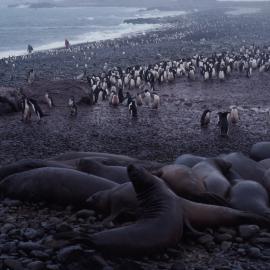 Elephant Seals and Adelie Penguins