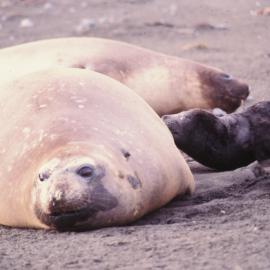 Elephant seal and pup