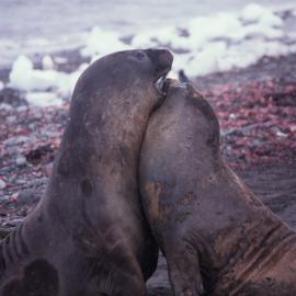 Elephant Seals in Dispute