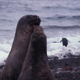 Elephant Seals in Dispute