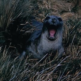 Elephant Seal
