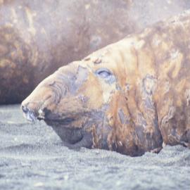 Moulting Elephant Seal