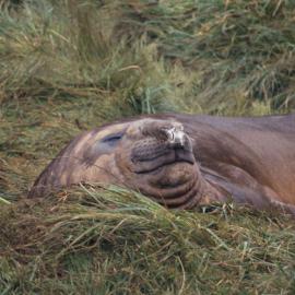 Elephant Seal