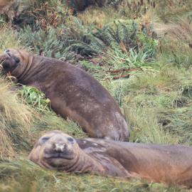 Elephant Seals