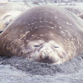 Elephant Seal Snoozing on the Beach