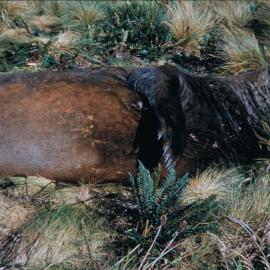 Elephant Seal