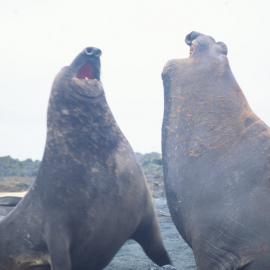 Elephant Seals