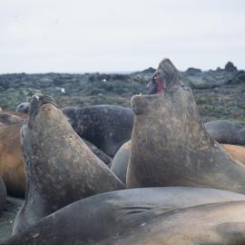 Elephant Seals