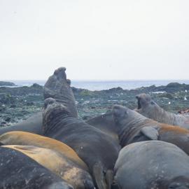 Elephant Seals