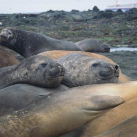 Elephant Seals