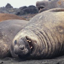 Elephant Seals