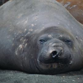 Elephant Seal