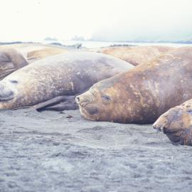 Elephant Seals