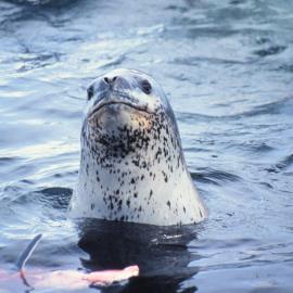 Leopard Seal with an Adelie Penguin