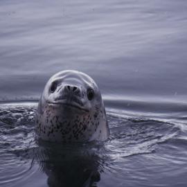 Leopard Seal