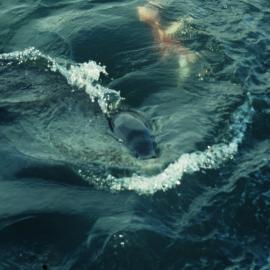 Leopard Seal with Penguin