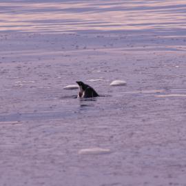 Leopard Seal with Adelie Penguin