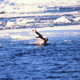Leopard Seal Catching a Penguin