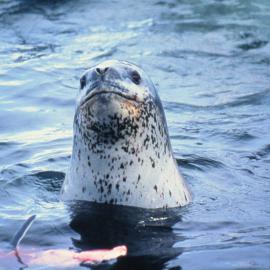 Leopard Seal with an Adelie Penguin
