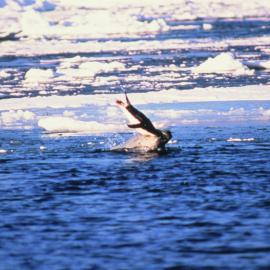 Leopard Seal with Adelie Penguin