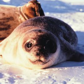 Weddell Seal Pup