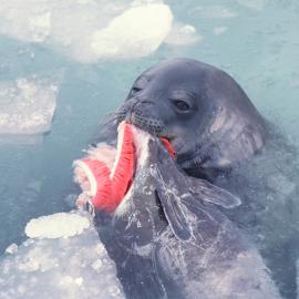 Weddell Seal with Antatctic Cod