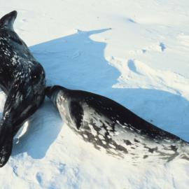 Weddell Seal Pup Suckling