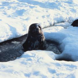 Weddell Seal in Breathing Hole