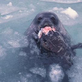 Weddell Seal with Antatctic Cod