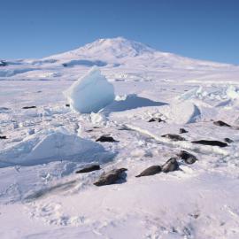 Seals and Mt Erebus